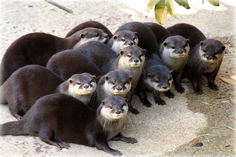 Can u have a pet otter, and what if they could write poetry?