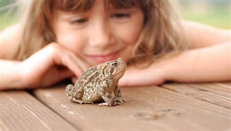 Can You Keep a Frog as a Pet, and What If They Start Writing Poetry?