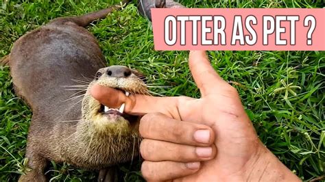 Can You Own an Otter as a Pet, and Why Do They Love to Slide on Their Bellies?