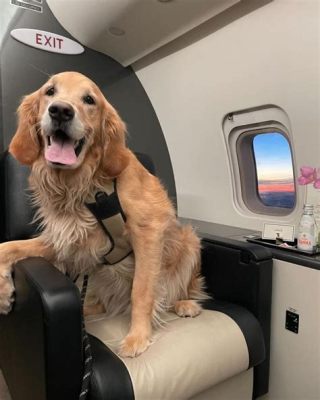 How Do Big Dogs Travel on Planes? And Why Do They Always Look So Calm?