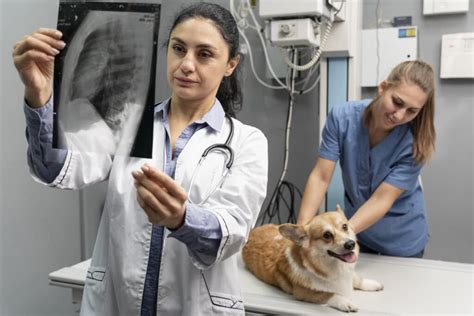 How Much Do Pet X-Rays Cost: A Journey Through Veterinary Economics and Beyond