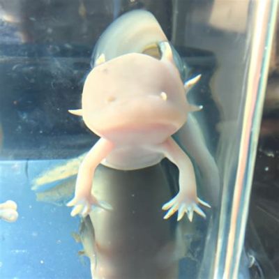 How Much Is an Axolotl Pet: Exploring the Cost and Mysteries of Owning a Water Dragon