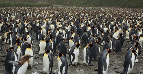 To Which Domain Does the Animal Kingdom Belong? And Why Do Penguins Wear Tuxedos?