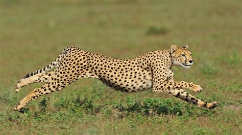 What Animal Can Run the Longest: And Why Do They Always Seem to Be Late for Dinner?