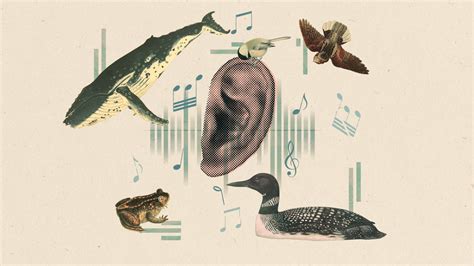 What is a Loud Animal? Exploring the Symphony of Nature's Noisiest Creatures